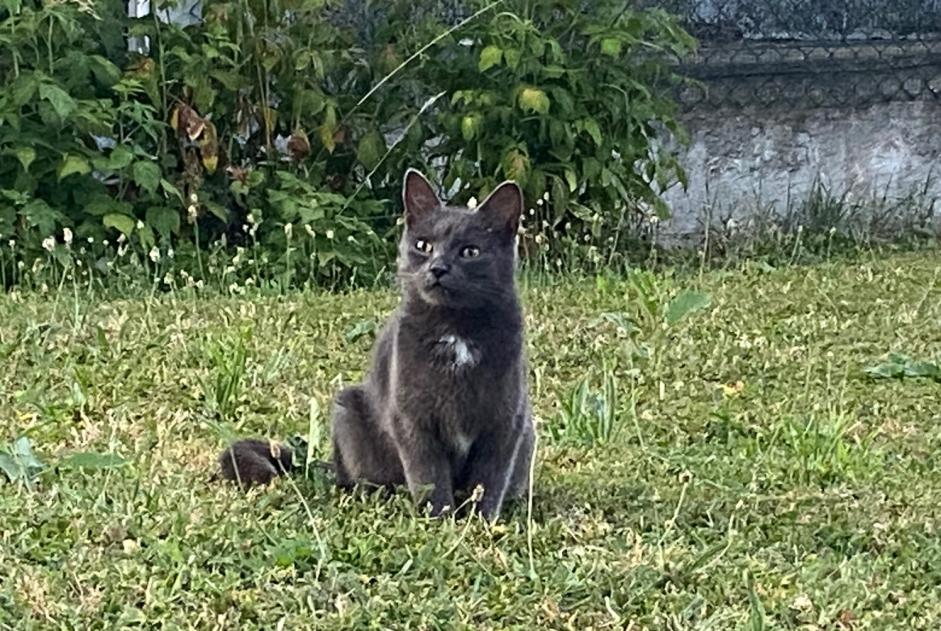 Fundmeldung Katze rassenmischung Weiblich Châtillon Schweiz Fundmeldung Katze rassenmischung Weiblich Châtillon Schweiz