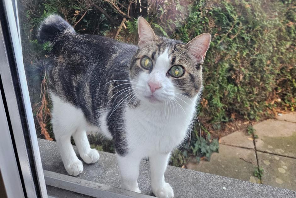 Fundmeldung Katze Unbekannt Lausanne Schweiz