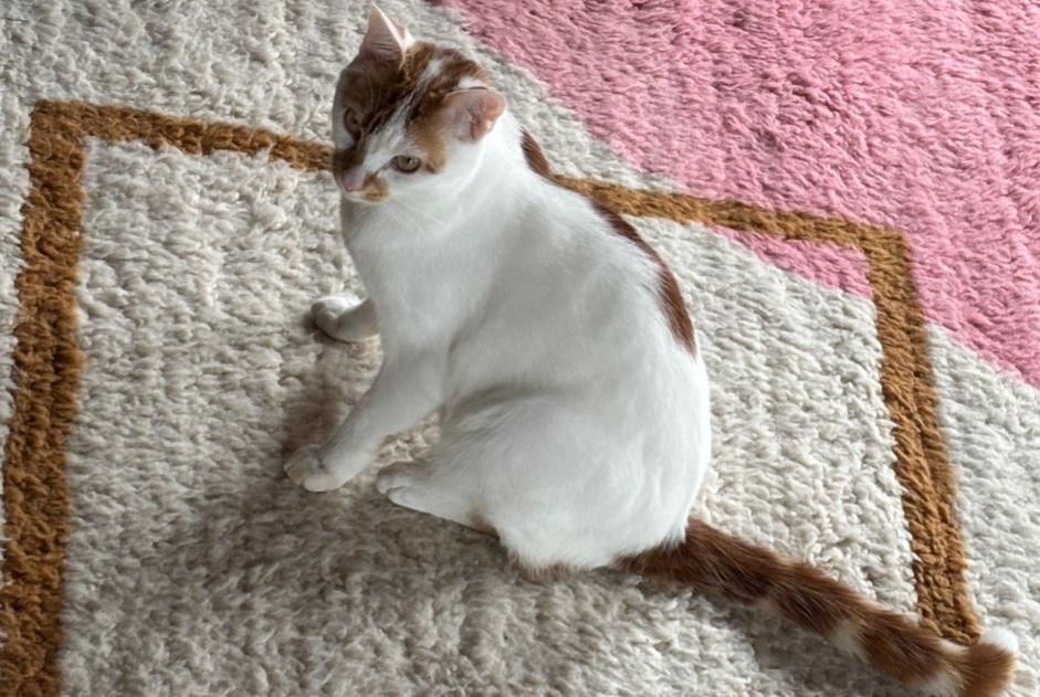 Vermisstmeldung Katze  Männliche , 1 jahre Wangen an der Aare Schweiz