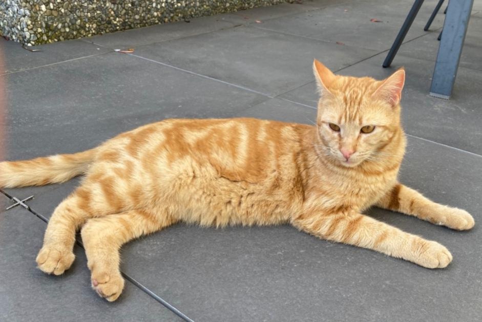 Vermisstmeldung Katze  Männliche , 2 jahre Chexbres Schweiz