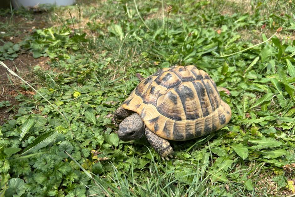 Fundmeldung Schildkröte Unbekannt Courtelary Schweiz