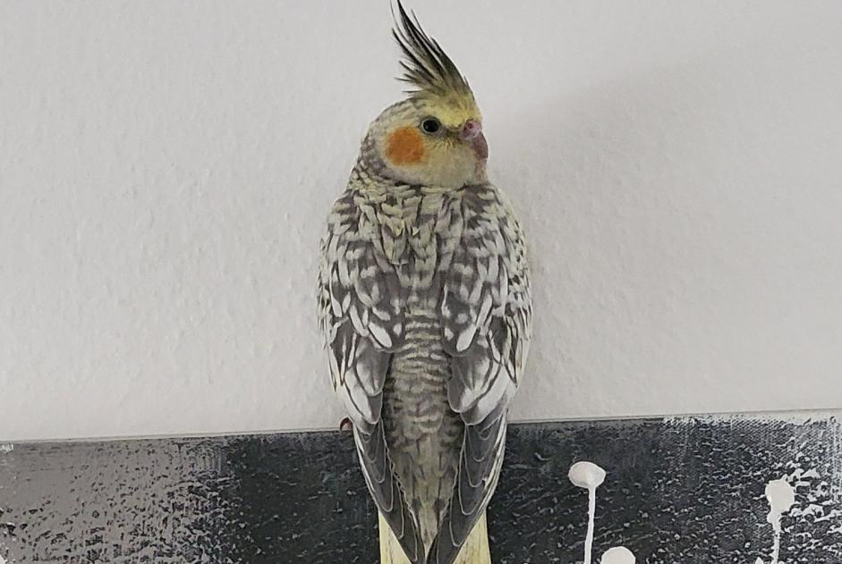 Vermisstmeldung Vogel Weiblich , 2026 jahre Lausanne Schweiz Vermisstmeldung Vogel Weiblich , 2026 jahre Lausanne Schweiz