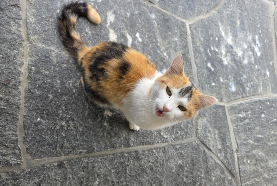 Discovery alert Cat Female Grindelwald Switzerland Discovery alert Cat Female Grindelwald Switzerland