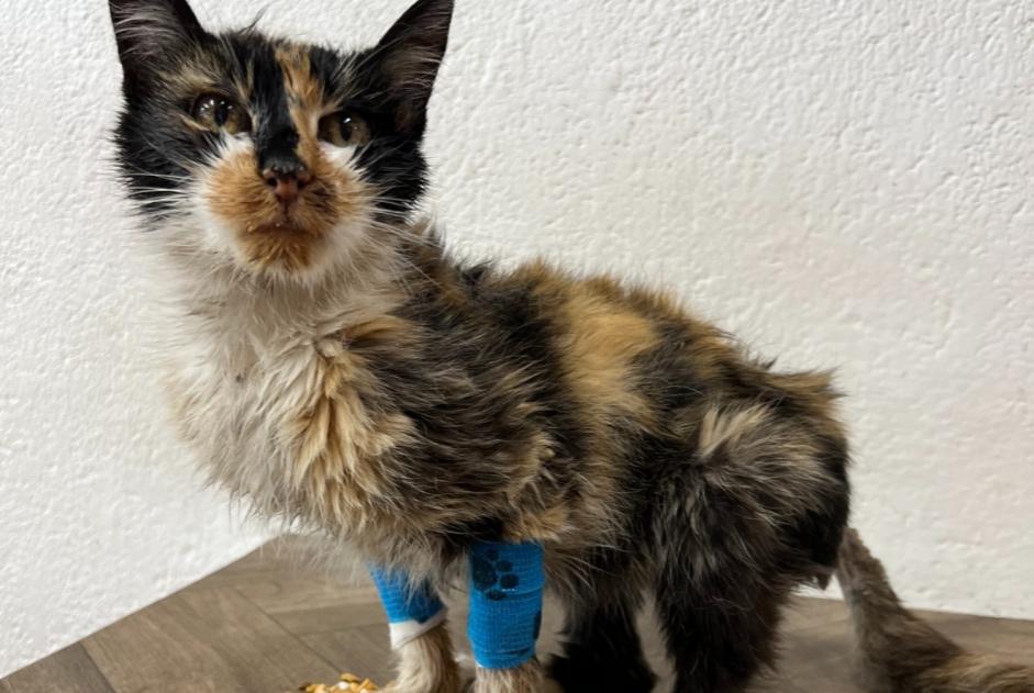 Discovery alert Cat  Female Vich Switzerland