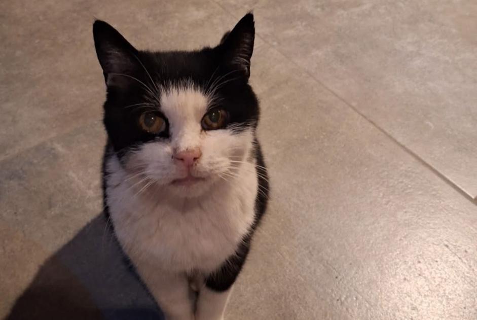 Disappearance alert Cat Male , 16 years Val-de-Charmey Switzerland