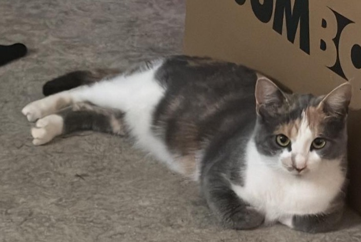Disappearance alert Cat Female , 3 years Grandson Switzerland Disappearance alert Cat Female , 3 years Grandson Switzerland