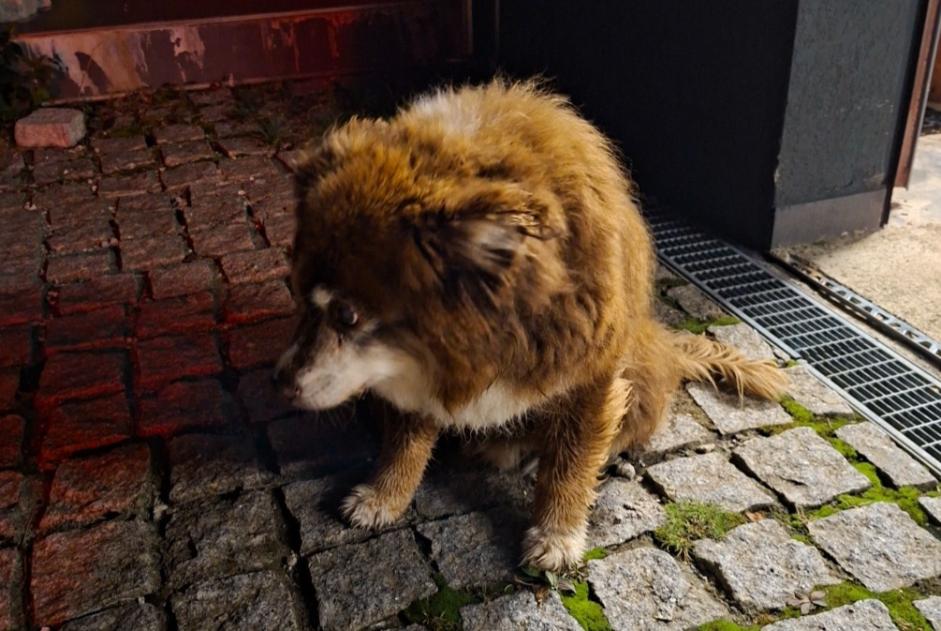 Discovery alert Dog Unknown Attalens Switzerland