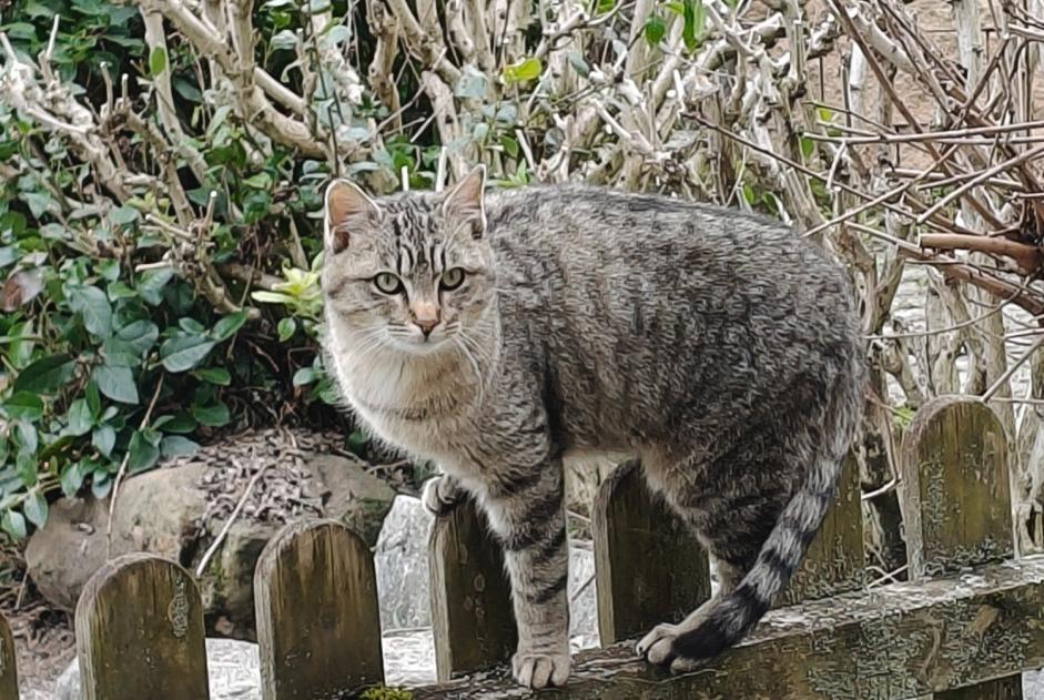 Alerta de Desaparición Gato cruce Macho , 0 años Eysins Suiza