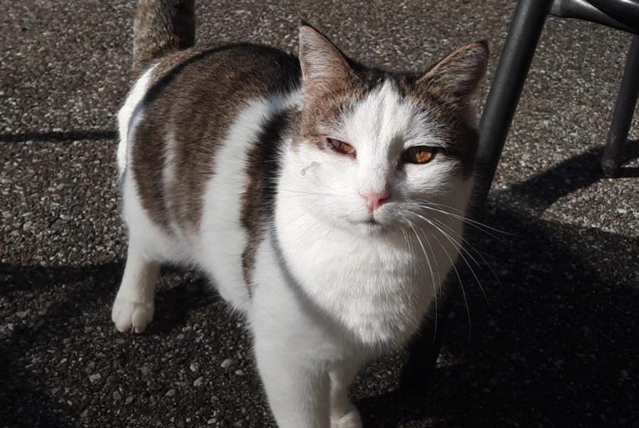 Alerta de Desaparición Gato  Macho , 14 años Montreux Suiza