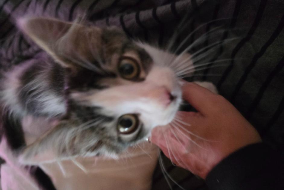 Alerta de Hallazgo Gato Macho Bulle Suiza Alerta de Hallazgo Gato Macho Bulle Suiza