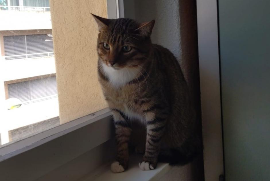 Alerta de Hallazgo Gato Macho Fribourg Suiza Alerta de Hallazgo Gato Macho Fribourg Suiza