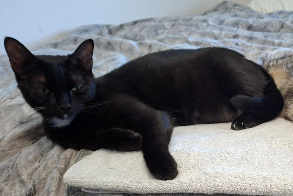 Alerte Disparition Chat Femelle , 1 ans Köniz Suisse