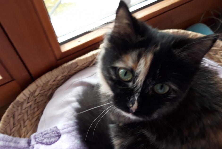 Alerte Disparition Chat  Femelle , 4 ans Le Landeron Suisse