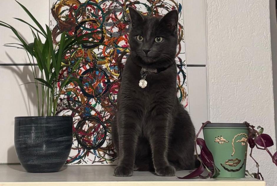 Alerte Disparition Chat  Mâle , 2 ans Orsières Suisse