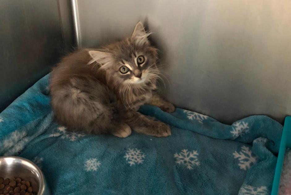 Alerte Découverte Chat Femelle Gibloux Suisse Alerte Découverte Chat Femelle Gibloux Suisse