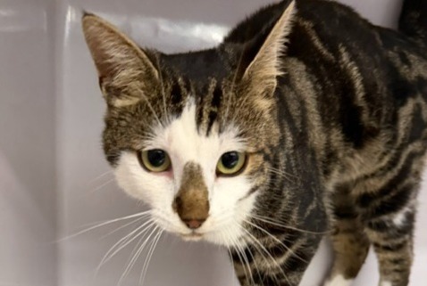 Alerte Découverte Chat  Mâle Orsières Suisse