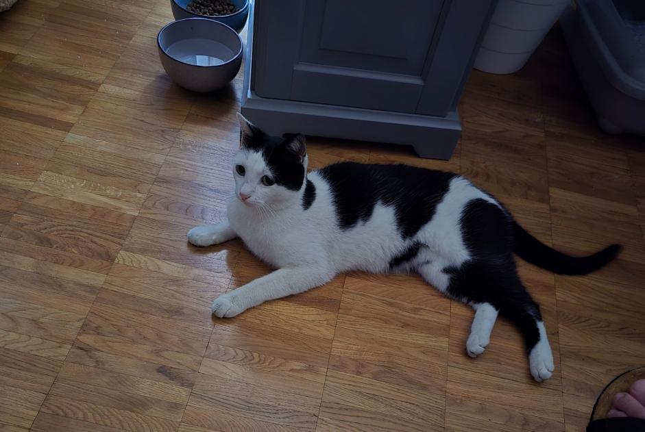 Alerte Découverte Chat Femelle Montreux Suisse