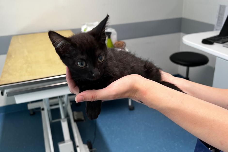 Alerte Découverte Chat Femelle Ecublens Suisse Alerte Découverte Chat Femelle Ecublens Suisse