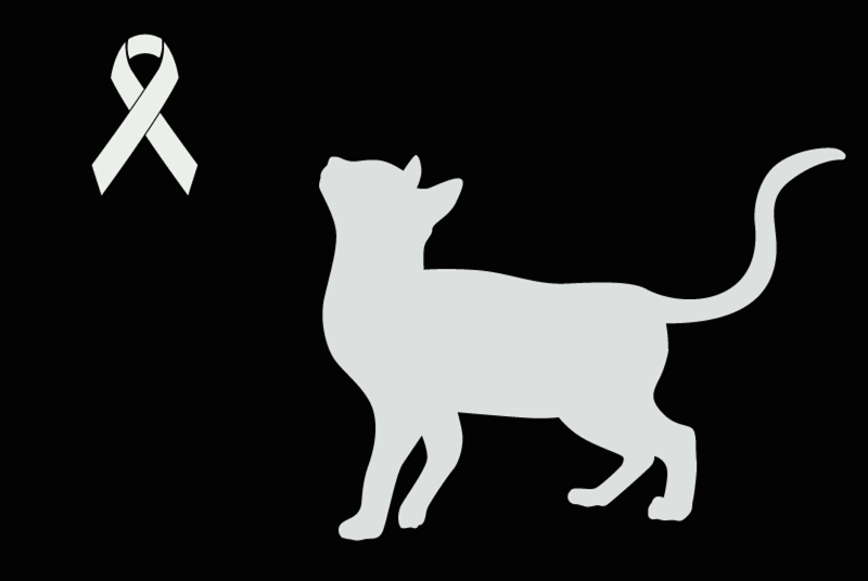 Fundmeldung Katze Unbekannt Montilliez Schweiz