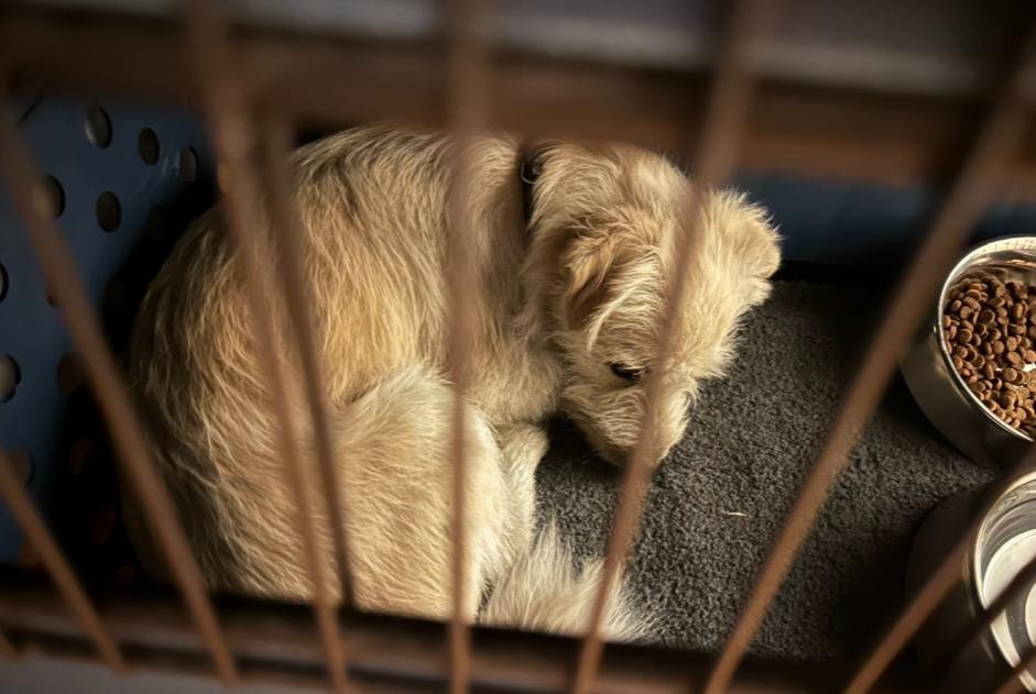 Avviso Ritrovamento Cane incrocio di razze Maschio Vevey Svizzera