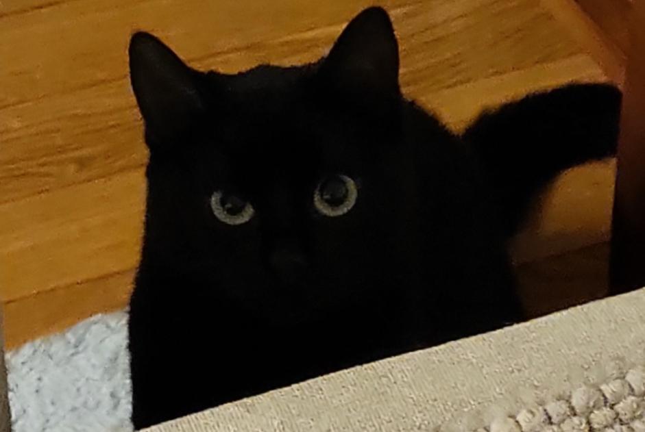Avviso scomparsa Gatto incrocio di razze Femmina , 3 anni Genève Svizzera