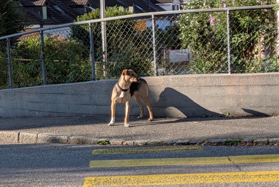 Ontdekkingsalarm Hond Onbekend Delémont Zwitserland