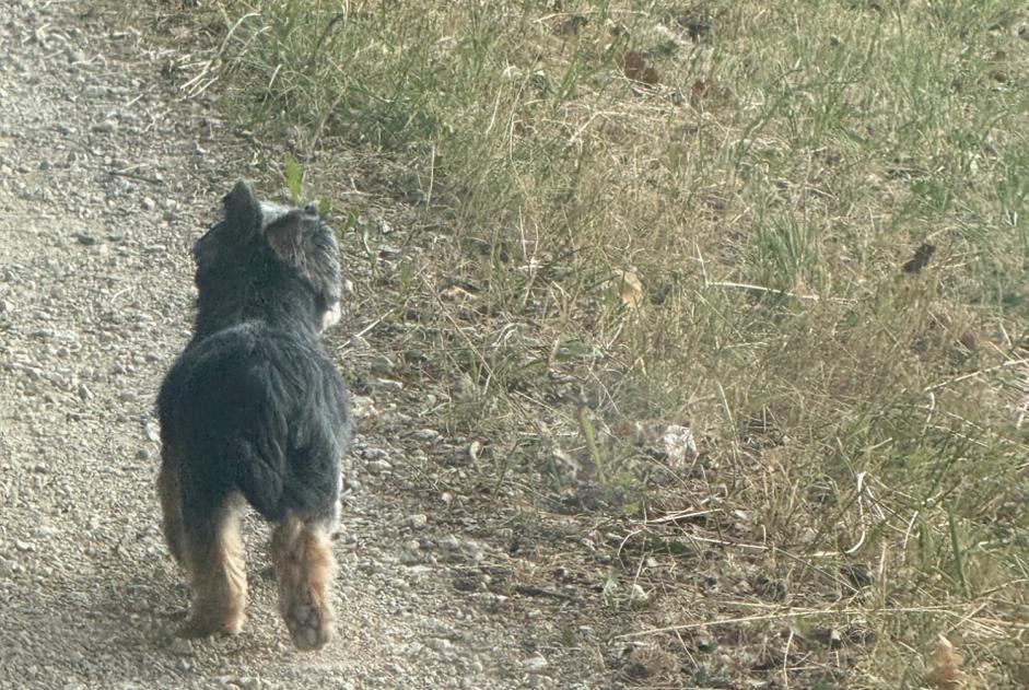Ontdekkingsalarm Hond  Mannetje Ependes Zwitserland