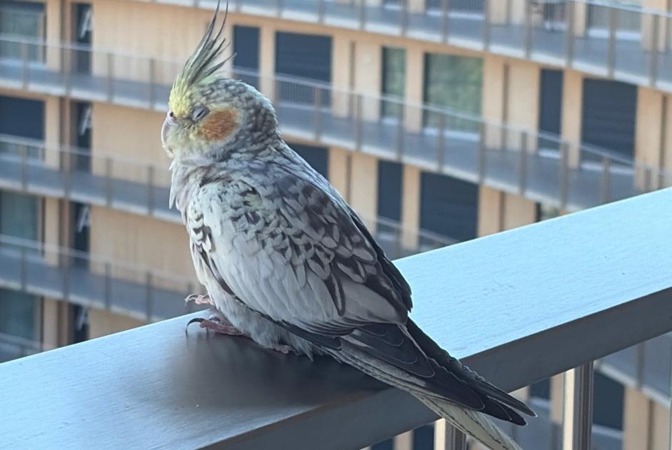 Ontdekkingsalarm Vogel Onbekend Chavannes-près-Renens Zwitserland Ontdekkingsalarm Vogel Onbekend Chavannes-près-Renens Zwitserland