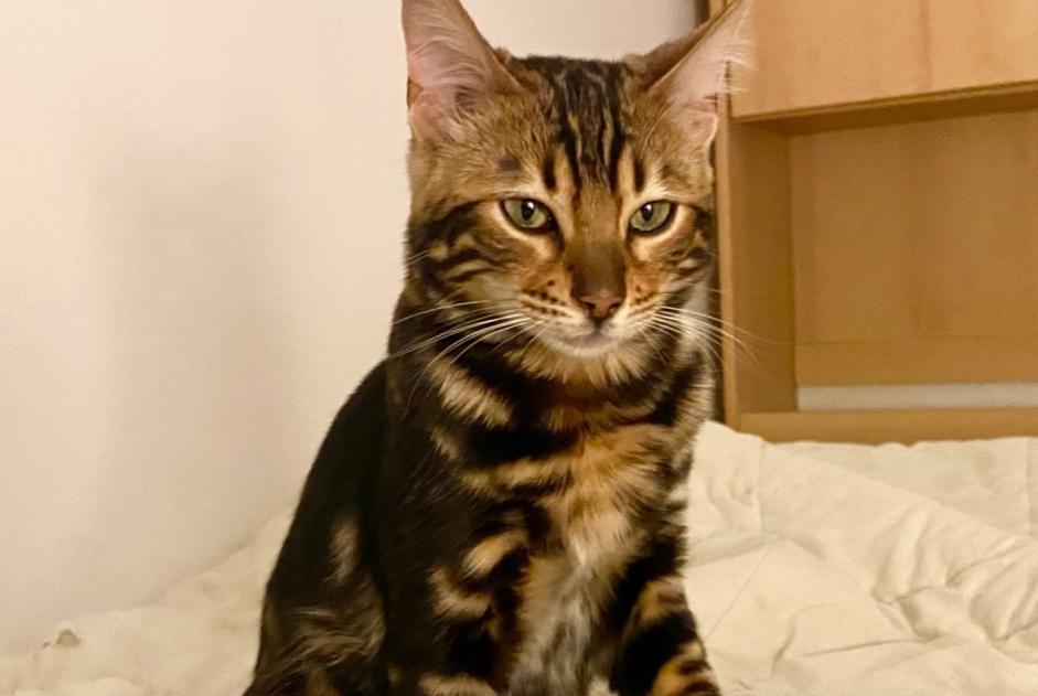 Alerta desaparecimento Gato  Fêmea , 2 anos Bienne Switzerland