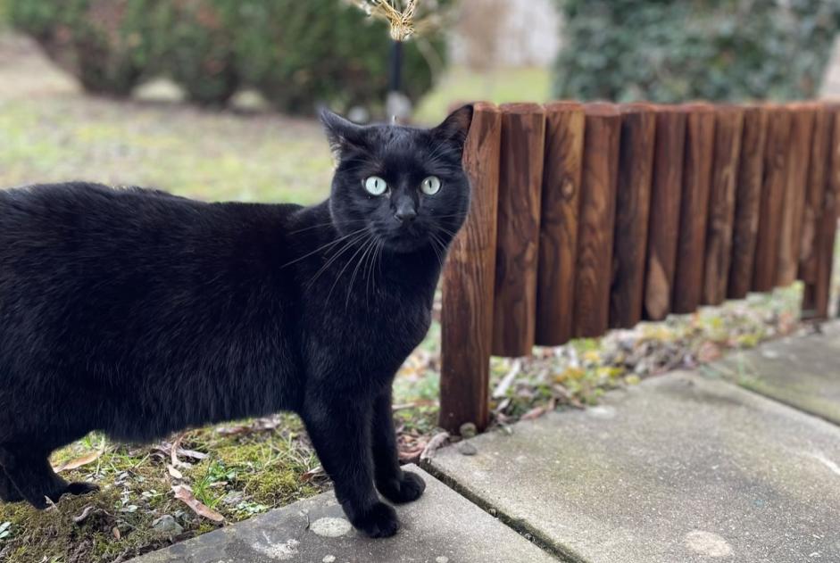 Alerta desaparecimento Gato Macho , 5 anos Milvignes Switzerland Alerta desaparecimento Gato Macho , 5 anos Milvignes Switzerland