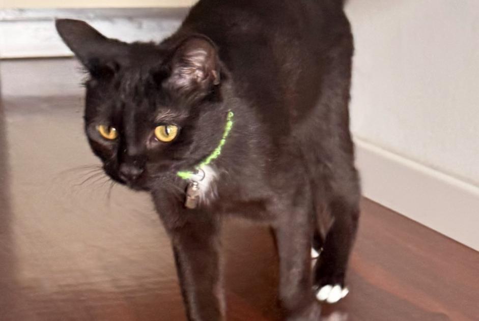 Alerta desaparecimento Gato cruzamento Fêmea , 1 anos Lutry Switzerland