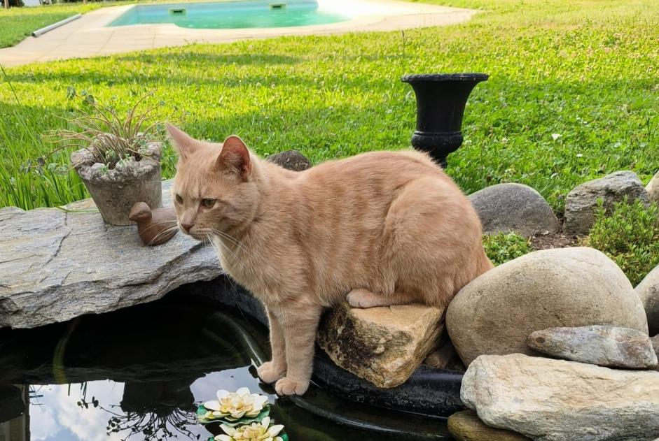 Alerta desaparecimento Gato Macho , 1 anos Chéserex Switzerland