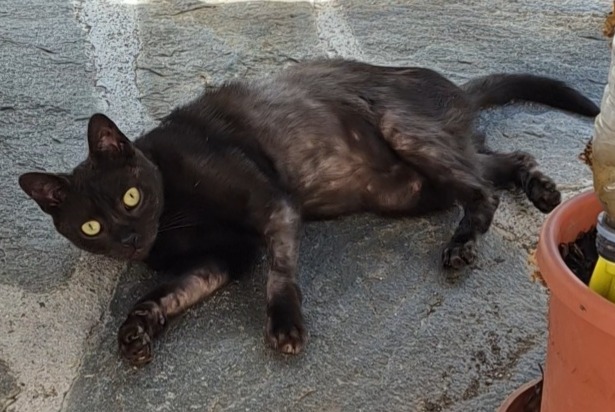 Alerta desaparecimento Gato Fêmea , 4 anos Lausanne Switzerland