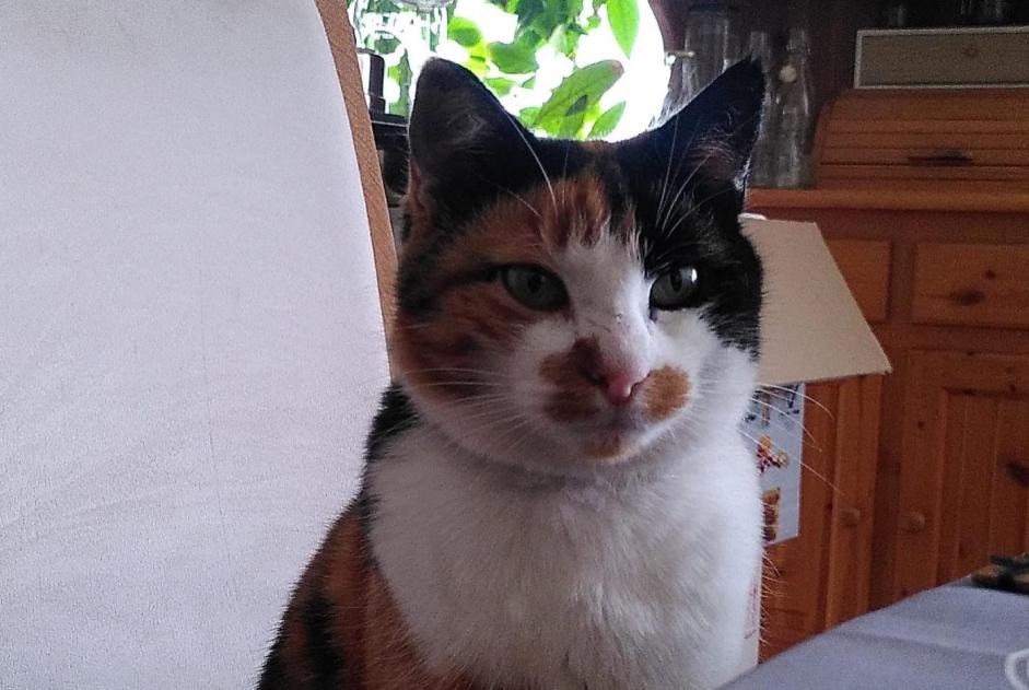 Alerta desaparecimento Gato Fêmea , 3 anos Bex Switzerland Alerta desaparecimento Gato Fêmea , 3 anos Bex Switzerland