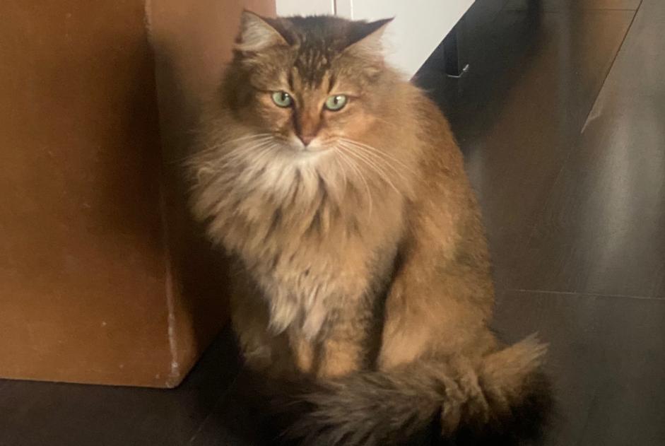 Alerta desaparecimento Gato cruzamento Fêmea , 5 anos Cugy Switzerland