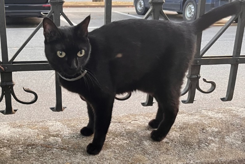 Alerta descoberta Gato Desconhecido Bulle Switzerland